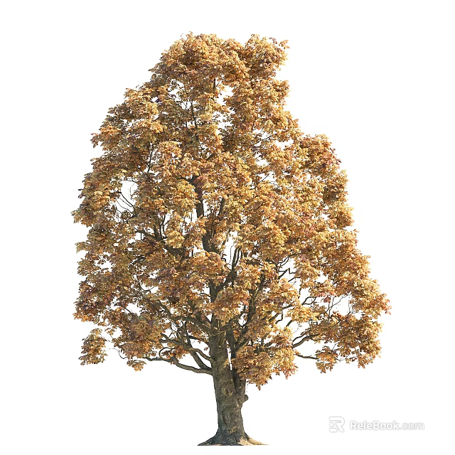 Tall Deciduous Arbor With Golden Yellow Autumn Leaves And Dense Branches 3d model 