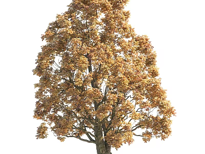 Tall Deciduous Arbor With Golden Yellow Autumn Leaves And Dense Branches 3d model