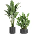 Various Green Leafy Potted Plants In Decorative Black Pots For Indoor Decoration