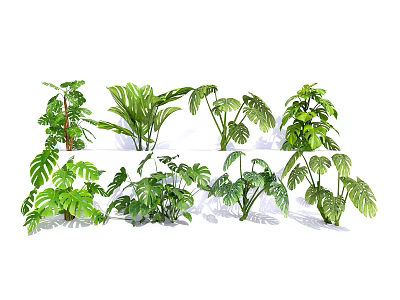 Various Green Tropical Plants with Lush Foliage and Diverse Leaf Shapes 3d model