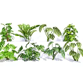 Various Green Tropical Plants with Lush Foliage and Diverse Leaf Shapes