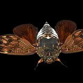 Flying Cicada With Spread Brown Wings Intricate Patterns Black White Body Isolated On Black Background