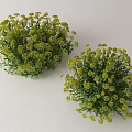 Pair of Green Leafy Plants With Small Yellow Flowers And Lush Bushy Appearance