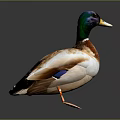 Duck With Green Head Brown Body And Yellow Beak Standing On Gray Background With Reflection
