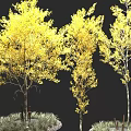 Three Trees with Yellow Leaves and Slender Trunks in Circular Planting Areas with Grass