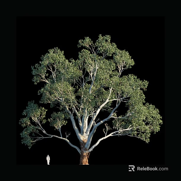 Tall Arbor with Lush Green Foliage and White Trunk Against Black Background 3d model 