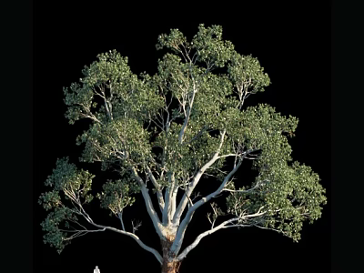 Tall Arbor with Lush Green Foliage and White Trunk Against Black Background 3d model