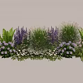 Colorful Garden Plant Combination With Purple Flowers White Blooms Ferns And Tall Grasses