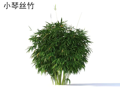 Lush Xiao Qin Si Bamboo Plant With Green Leaves And Clumping Growth For Garden Decoration 3d model