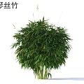 Lush Xiao Qin Si Bamboo Plant With Green Leaves And Clumping Growth For Garden Decoration