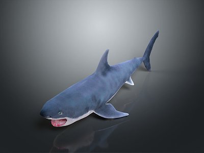 shark great white shark whale shark hammerhead shark tiger head shark man-eating shark blue shark coral red coral white coral model