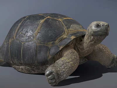 Game Movie Character Realistic Tortoise 3D Model With Detailed Shell Texture And Lifelike Head 3d model