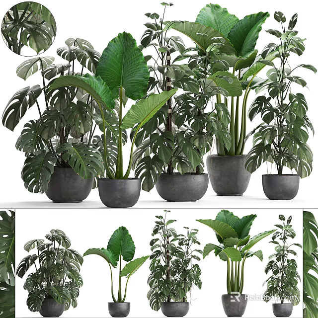 Various Green Potted Plants With Large Leaves In Decorative Grey Pots 3d model 