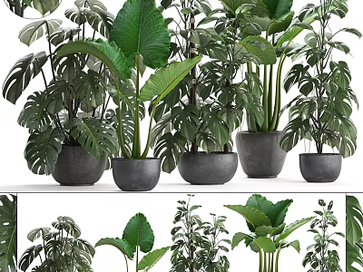 Various Green Potted Plants With Large Leaves In Decorative Grey Pots 3d model
