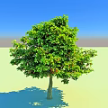 Lush Green Leafy Tree With Red Fruits Against Clear Blue Sky Background