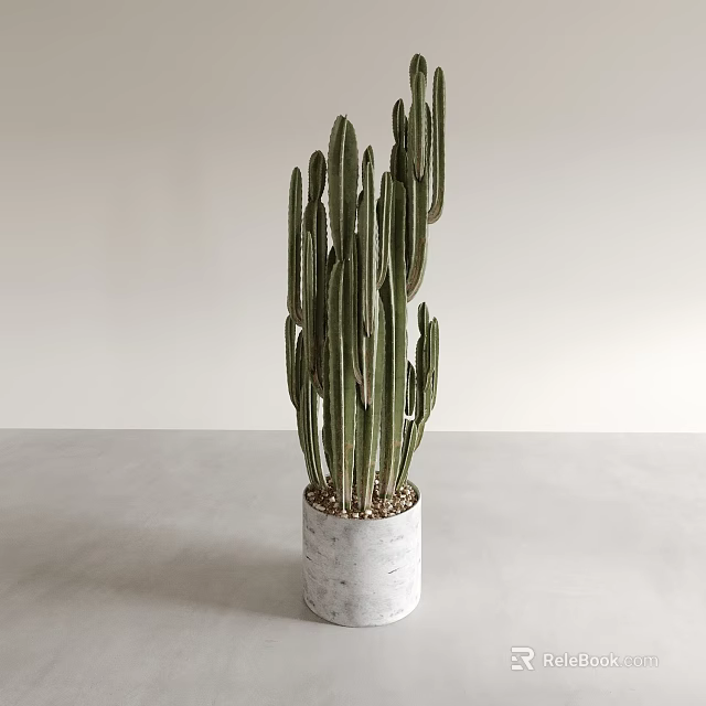 Green Cactus Potted Plant With White Pot On Light Gray Tabletop And White Background Wall 3d model 