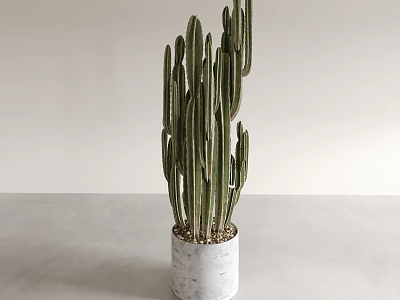 Green Cactus Potted Plant With White Pot On Light Gray Tabletop And White Background Wall 3d model