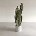 Green Cactus Potted Plant With White Pot On Light Gray Tabletop And White Background Wall