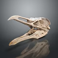 Detailed Bird Skull Anatomical Model Medical Device with Gray Background and Reflection