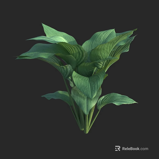 Lush Hosta Plant with Green Veined Leaves and Healthy Vibrant Foliage 3d model 