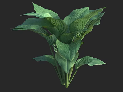 Lush Hosta Plant with Green Veined Leaves and Healthy Vibrant Foliage 3d model