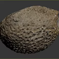Spherical Porous Shell Of Aquatic Marine Creature With Small Holes And Label