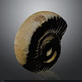 Ammonite Fossil With Yellowish Brown And White Striped Spiral Shell On Dark Background