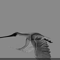 White Flying Bird With Spread Wings Long Black Beak And Grey Background 3d model