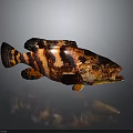 Detailed Fish With Black And Brown Stripes Open Mouth On Gray Background With Reflection