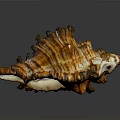 Intricate Brown And White Striped Conch Shell With Textured Spiral Structure On Dark Reflective Surface