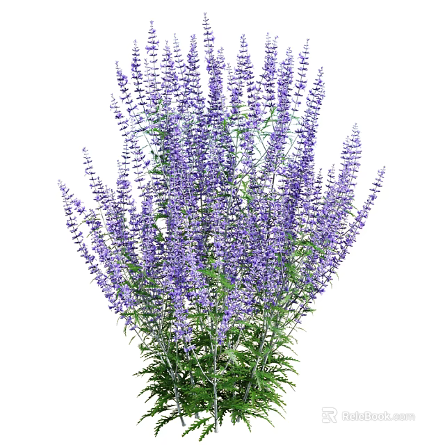 Lush Purple Lavender Flower Bush With Vibrant Blooms And Green Leaves 3d model 