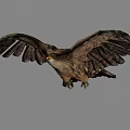 Majestic Eagle Soaring With Spread Wings On Grey Background In Flight 3d model