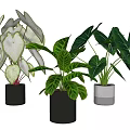 Bonsai Potted Plants With Variegated Green White Leaves In Black Gray Pots