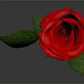 Vibrant Red Rose Plant With Green Leaves And Stem On Gray Background