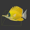 Vibrant Yellow Fish With Blue Head White Tail Fan Like Dorsal Fin And Long Snout