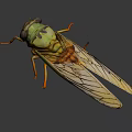 Close up view of green and yellow cicada with transparent veined wings