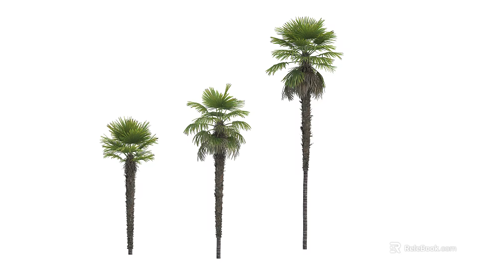 Three Different Sizes Arbor Trees With Tall Trunks And Green Fronds On White Background 3d model 