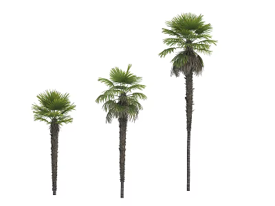Three Different Sizes Arbor Trees With Tall Trunks And Green Fronds On White Background 3d model