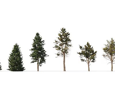 Row of Various Forms Arbor Trees with Different Crown Shapes Densities and Upright Trunks 3d model