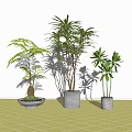 Bonsai Potted Plants With Diverse Green Leaves In Stylish Gray Decorative Pots