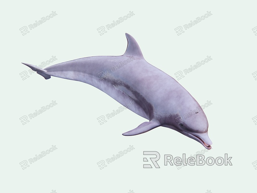 Modern Dolphin Mammals model