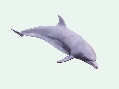 Majestic Aquatic Dolphin Naturally Leaping High In Sparkling Blue Ocean Water 3d model