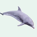 Majestic Aquatic Dolphin Naturally Leaping High In Sparkling Blue Ocean Water
