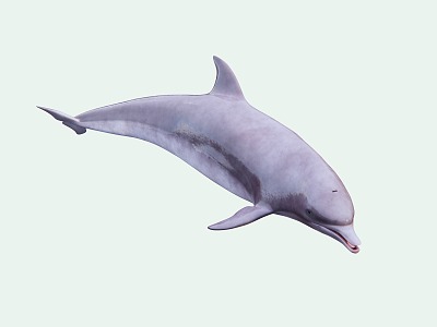 Modern Dolphin Mammals 3d model