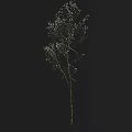 Delicate Green Plant With Small White Flowers Isolated On Black Background