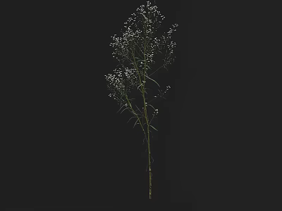 Delicate Green Plant With Small White Flowers Isolated On Black Background 3d model