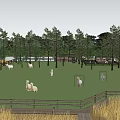 White Alpacas On Green Grass Field With Wooden Fence Pine Trees And Blue Sky