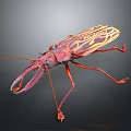 Colorful Beetle With Red And Yellow Stripes And Large Mandibles On Black Background