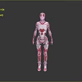 Red And White Humanoid Robot With Mechanical Structure Standing On Gray Background 3d model
