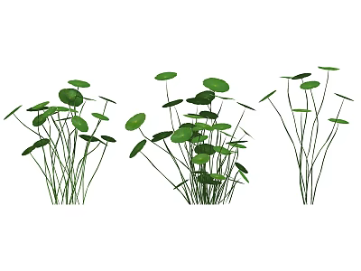 Fresh Aquatic Plants With Green Round Leaves And Slender Stems In Natural Scene 3d model